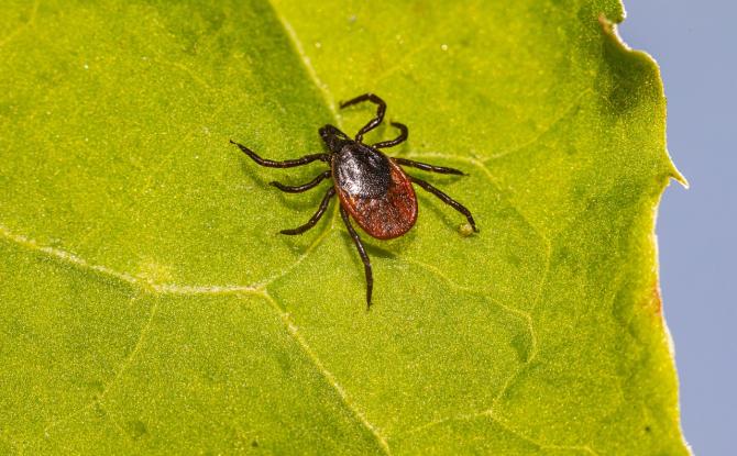 Le nombre de morsures de tiques signalées en forte augmentation en 2025