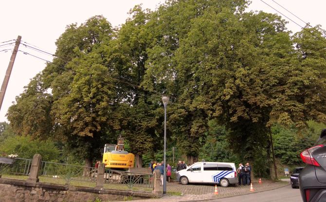 Émotion et incompréhension autour de l’abattage de marronniers classés à Thuin