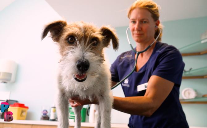 Pense-Bêtes : Le chien (conseils véto)