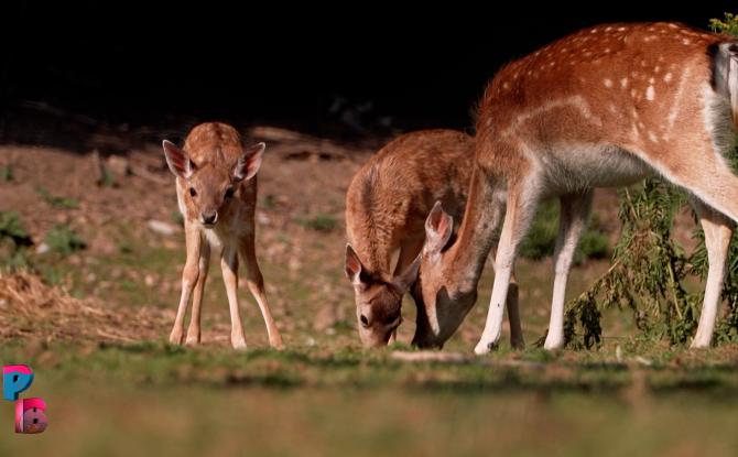 Pense-Bêtes : Les daims de la ferme des 3 centenaires