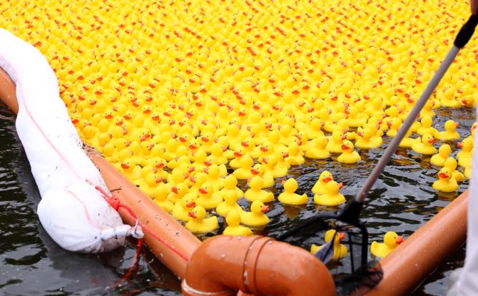 Charleroi : 5.000 canards vont voguer sur la Sambre pour la bonne cause