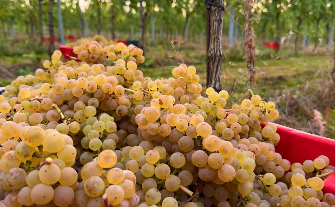 Montigny-le-Tilleul : des vendanges exceptionnelles pour le Domaine du Blanc Caillou !