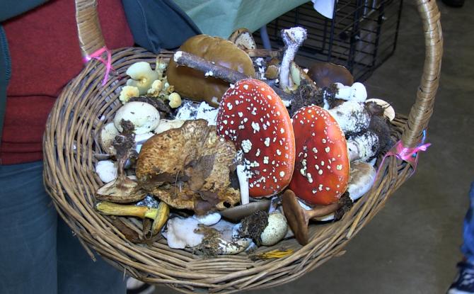 C Local : les champignons à l'honneur à l'Espace Nature de la Botte du Hainaut