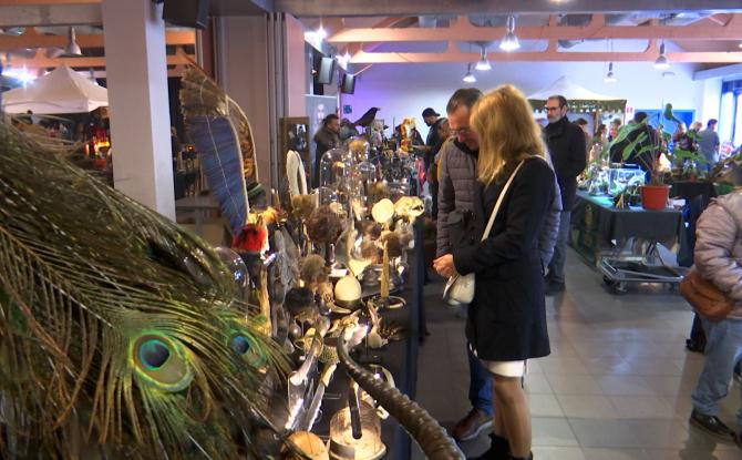 Immersion dans "Curiosum", la bourse insolite aux curiosités !
