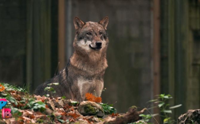 Pense-Bêtes : les loups