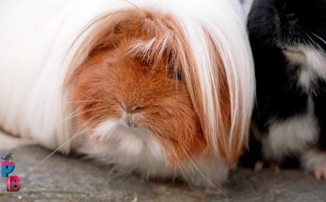 Pense-Bêtes : Le cochon d'Inde