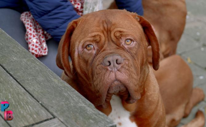 Pense-Bêtes : Le dogue de Bordeaux