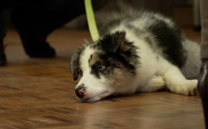 À Thuin, le salon met en lumière la protection des animaux