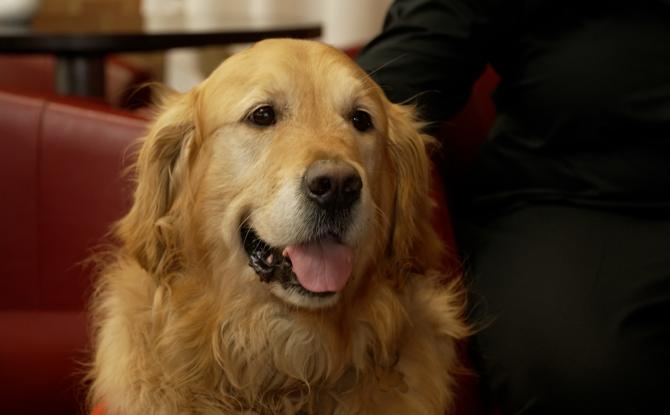 Sivry-Rance : Alfie, le golden retriever qui veille sur les élèves