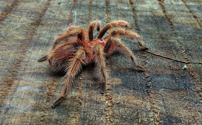 Un refuge limbourgeois accueille 150 tarentules de la région de Charleroi