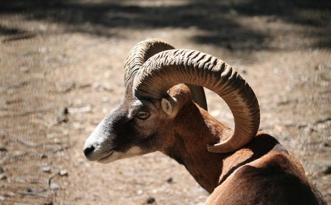 Appel Hainaut : L'affaire des mouflons corses importés à Chimay plaidée en appel