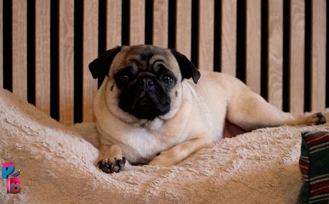 Pense-Bêtes : Portrait de race : le carlin