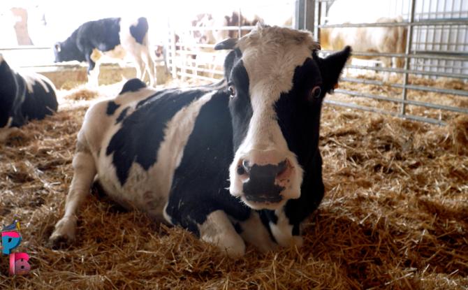 Pense-Bêtes : Le rêve d'Aby