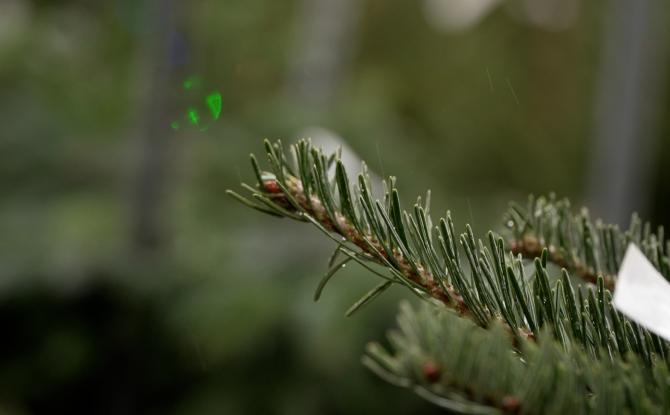 Dans cette pépinière de Beaumont, les sapins de Noël sont 100% wallons