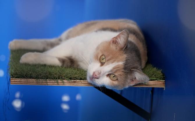 La Féerie des Animaux : solidarité à la SPA de Charleroi