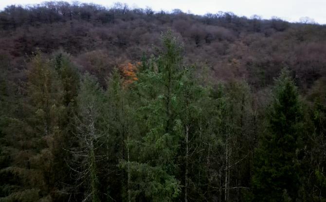 Chimay: le Bois de Blaimont bientôt classé réserve naturelle ?