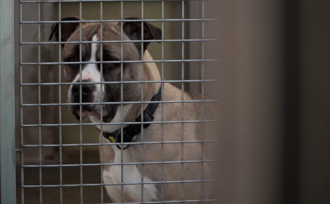 SPA de Charleroi: un bilan 2025 positif malgré un refuge toujours saturé