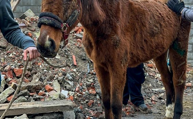 Saisie d’animaux à Pont-à-Celles : le Parquet se saisit du dossier