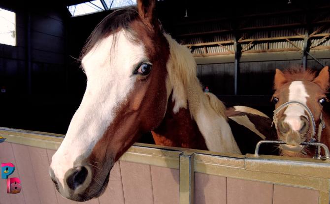 Pense-Bêtes : la ferme des castors