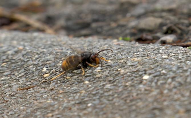 Courcelles: Participez au piégeage du frelon asiatique !