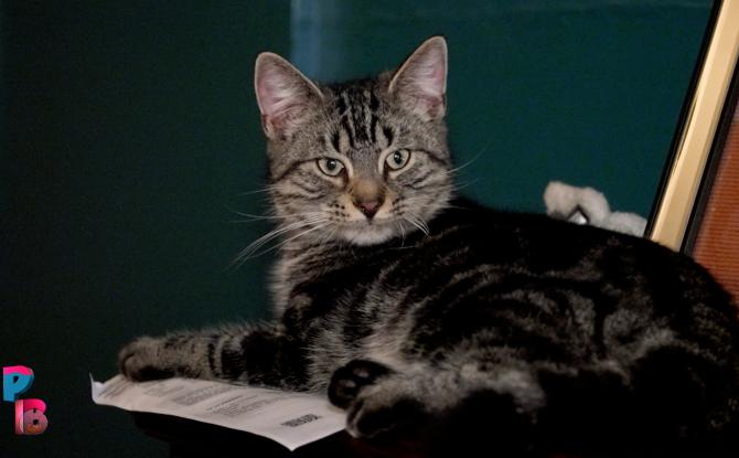 Pense-Bêtes : Le bar à chats "Les Chachoux" à Sombreffe