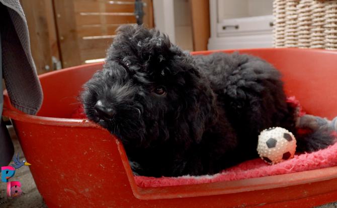 Pense-Bêtes - Portrait de race : le Bouvier des Flandres