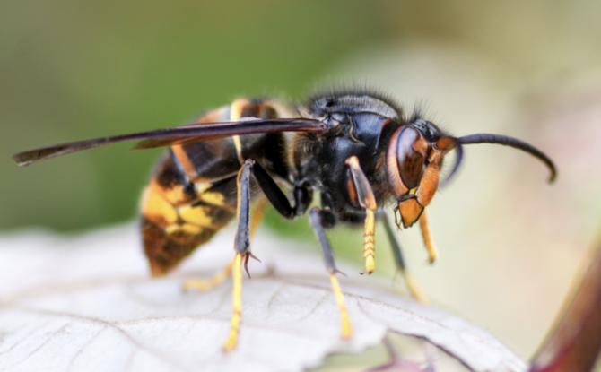 Lobbes : soirée d'information sur le frelon asiatique