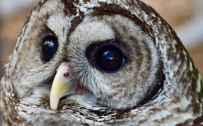 Courcelles et Natagora organisent la Nuit de la Chouette ce 27 mars