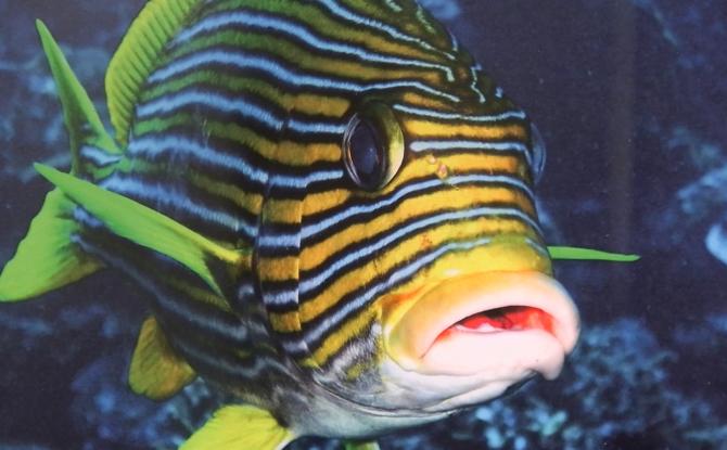 C Local : 6ème édition de l'expo photos sous-marines de la LIFRAS