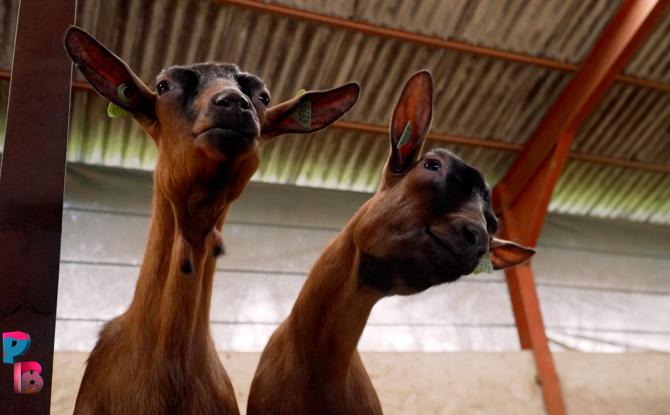 Pense-Bêtes : La Chèvrerie du Moulin à Gerpinnes