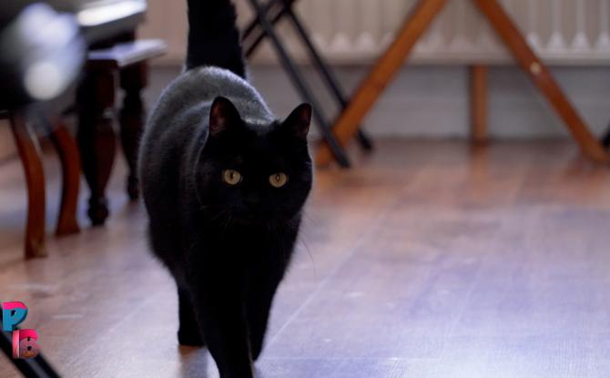 Pense-Bêtes : Bar à chats le Mysticat à Auvelais