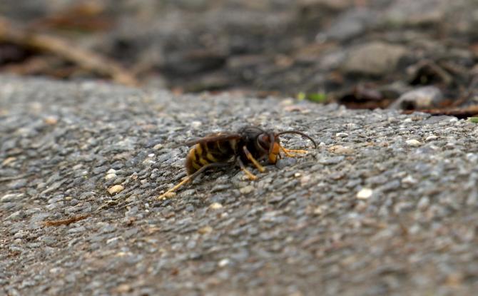 Courcelles et Fleurus se mobilisent pour lutter contre les frelons asiatiques !