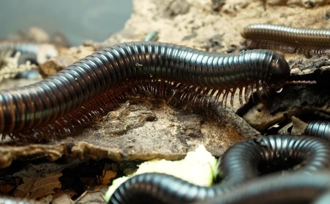 Insectopy : la bourse aux insectes et reptiles rassemble de nombreux passionnés