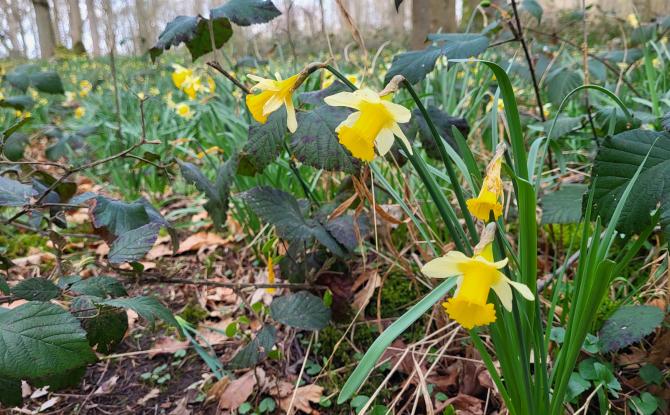 Aiseau-Presles : entre patrimoine historique et nature en fleurs