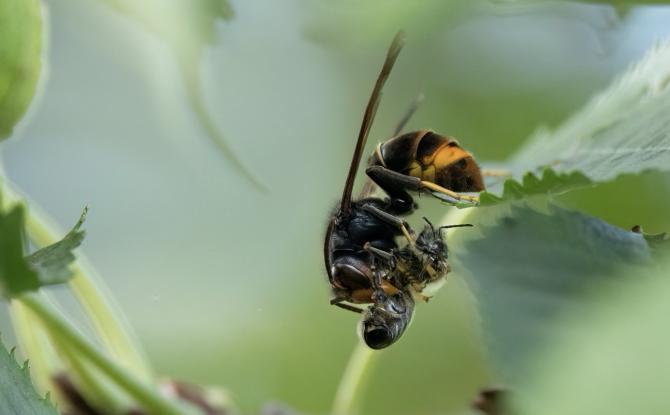 La Province de Hainaut se mobilise contre le Frelon asiatique