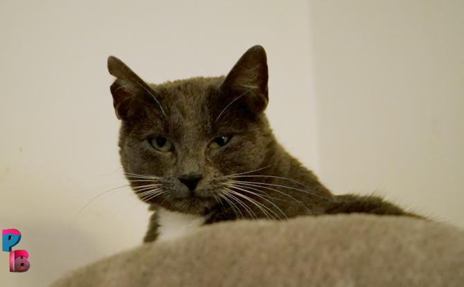 Pense-Bêtes : Refuge Wonder Cats à Anderlues