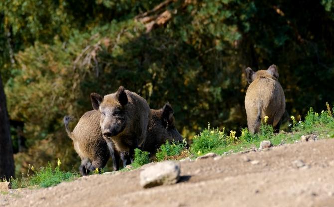 Plusieurs apparitions de sangliers cartographiées dans la région de Charleroi