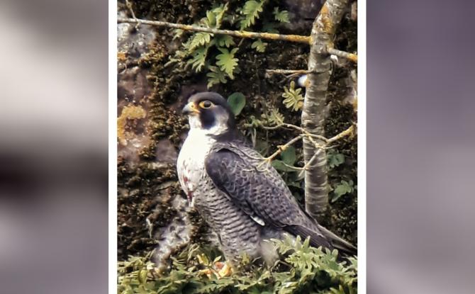 Abbaye d’Aulne: les travaux suspendus pour protéger des faucons pèlerins