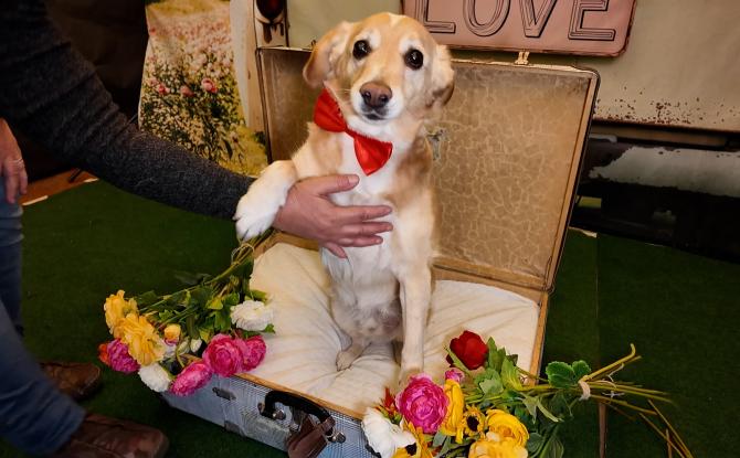 C Local : salon du bien-être animal à Ham-sur-Heure