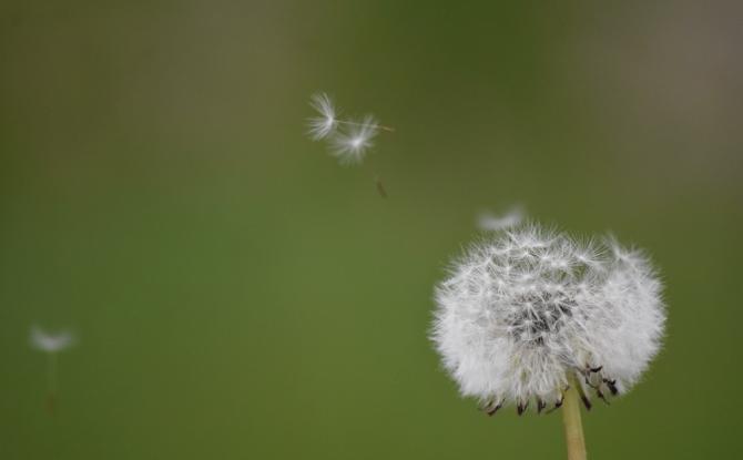 C'est le moment de sortir vos mouchoirs, la saison des pollens de graminées a commencé