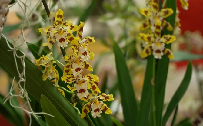 Orchidées et artisans en vedette à Montigny-le-Tilleul