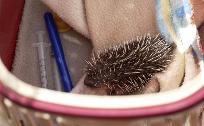 Portes ouvertes au CREAVES de Virelles : immersion au cœur des soins aux animaux sauvages