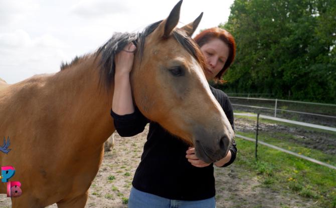 Pense-Bêtes : Le poney club du Buisseret