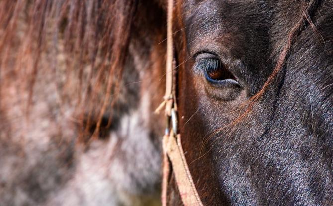 Marche de la Saint-Jean à Gosselies :  pas de chevaux en raison des conditions climatiques