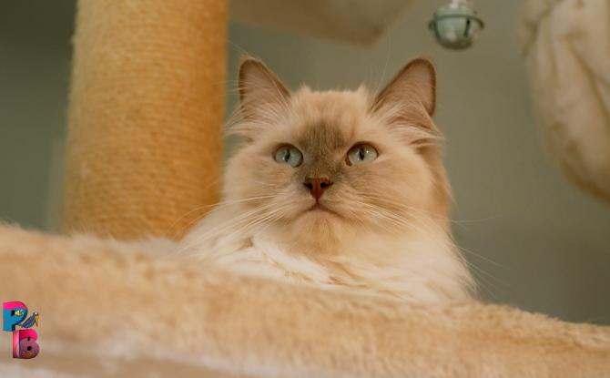 Pense-Bêtes : Portrait de race : le ragdoll
