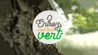 Entrez, c'est tout vert - Focus sur la star du moment : le sapin
