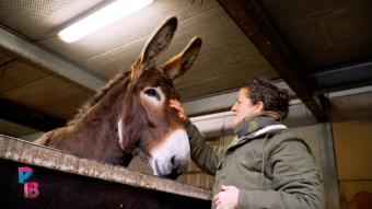 Pense-Bêtes : Les ânes