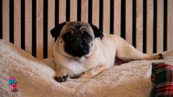 Pense-Bêtes : Portrait de race : le carlin