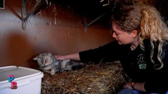 Pense-Bêtes : Le refuge "Les Petits Vieux"