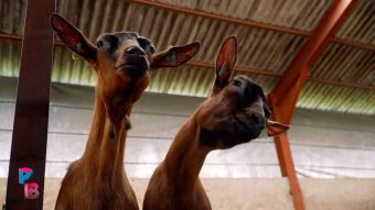 Pense-Bêtes : La Chèvrerie du Moulin à Gerpinnes